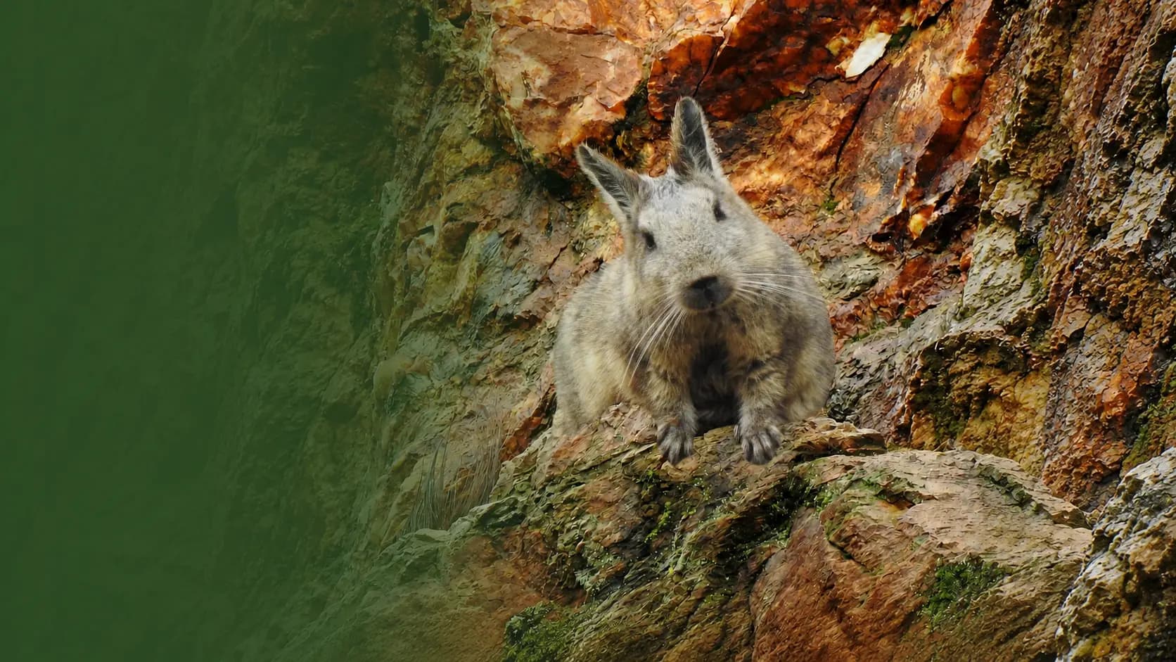 Vizcacha ecuatoriana en su hábitat