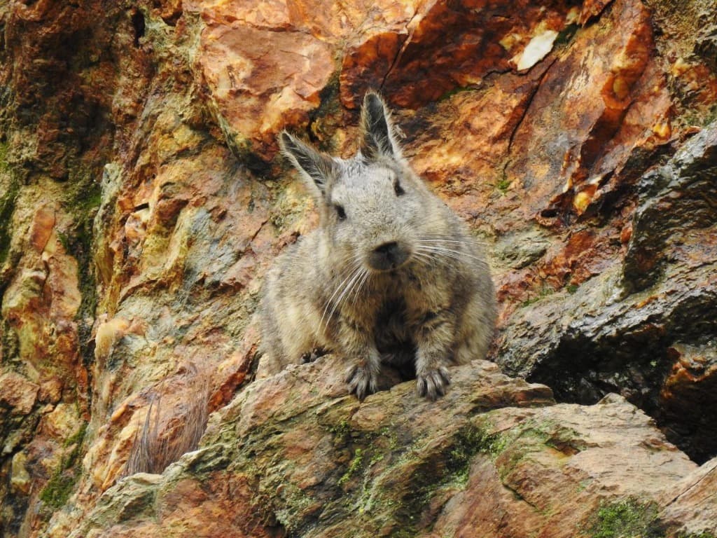Vizcacha